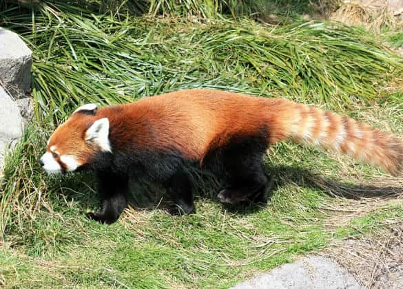 動物図鑑・シセンレッサーパンダ